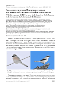 Гнездящиеся птицы Приморского края: клинохвостый сорокопут Lanius sphenocercus