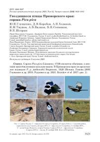 Гнездящиеся птицы Приморского края: сорока Pica pica