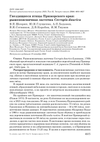 Гнездящиеся птицы Приморского края: рыжепоясничная ласточка Cecropis daurica