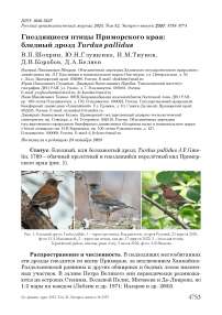 Гнездящиеся птицы Приморского края: бледный дрозд Turdus pallidus