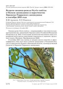 Встречи овсянки-ремеза Ocyris rusticus в Окском заповеднике и окрестностях Приокско-Террасного заповедника в сентябре 2023 года