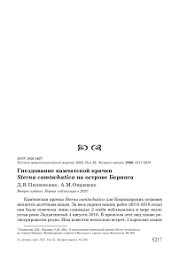 Гнездование камчатской крачки Sterna camtschatica на острове Беринга