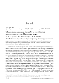 Обыкновенная гага Somateria mollissima на северо-востоке Карского моря