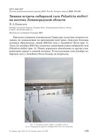 Зимняя встреча сибирской гаги Polysticta stelleri на востоке Ленинградской области