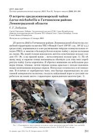 О встрече средиземноморской чайки Larus michahellis в Гатчинском районе Ленинградской области