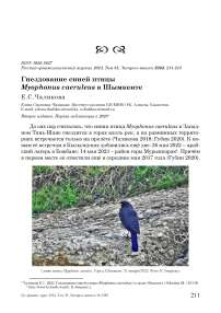 Гнездование синей птицы Myophonus caeruleus в Шымкенте