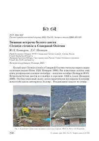 Зимняя встреча белого аиста Ciconia ciconia в Северной Осетии