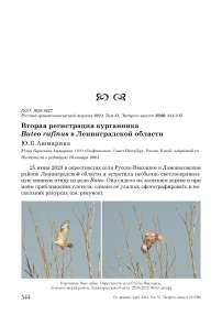 Вторая регистрация курганника Buteo rufinus в Ленинградской области