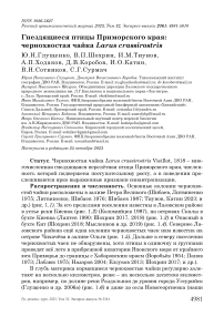 Гнездящиеся птицы Приморского края: чернохвостая чайка Larus crassirostris