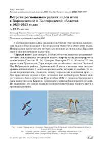 Встречи регионально редких видов птиц в Воронежской и Белгородской областях в 2020-2023 годах