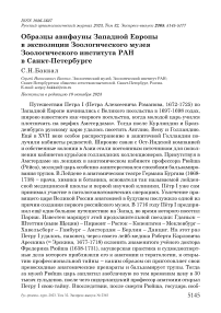 Образцы авифауны Западной Европы в экспозиции Зоологического музея Зоологического института РАН в Санкт-Петербурге