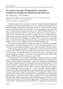 Большая горлица Streptopelia orientalis - новый вид авифауны Московской области