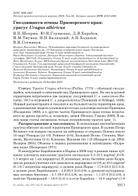 Гнездящиеся птицы Приморского края: урагус Uragus sibiricus
