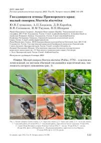 Гнездящиеся птицы Приморского края: малый скворец Sturnia sturnina