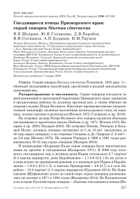 Гнездящиеся птицы Приморского края: серый скворец Sturnus cineraceus