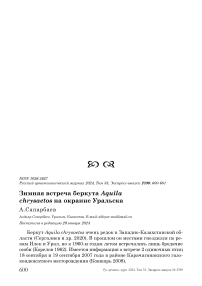 Зимняя встреча беркута Aquila chrysaetos на окраине Уральска