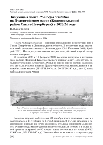 Зимующая чомга Podiceps cristatus на Дудергофском озере (Красносельский район Санкт-Петербурга) в 2023/24 году