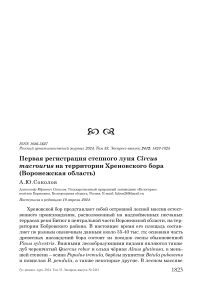 Первая регистрация степного луня Circus macrourus на территории Хреновского бора (Воронежская область)