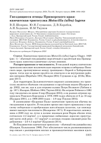 Гнездящиеся птицы Приморского края: камчатская трясогузка Motacilla (alba) lugens