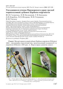 Гнездящиеся птицы Приморского края: малый черноголовый дубонос Eophona migratoria