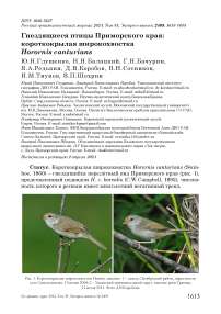 Гнездящиеся птицы Приморского края: короткокрылая широкохвостка Horornis canturians