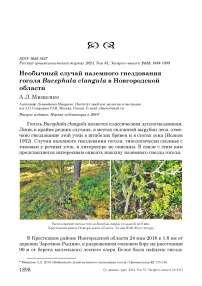 Необычный случай наземного гнездования гоголя Bucephala clangula в Новгородской области