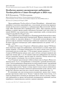 Необычно раннее размножение рябинника Turdus pilaris в Санкт-Петербурге в 2024 году