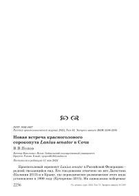 Новая встреча красноголового сорокопута Lanius senator в Сочи