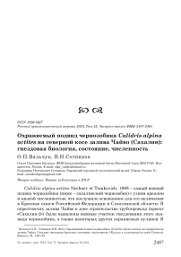 Охраняемый подвид чернозобика Calidris alpina actites на северной косе залива Чайво (Сахалин): гнездовая биология, состояние, численность