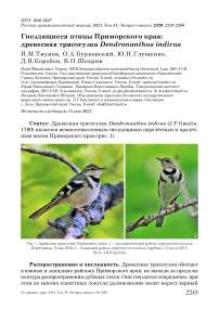 Гнездящиеся птицы Приморского края: древесная трясогузка Dendronanthus indicus