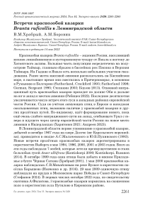 Встречи краснозобой казарки Branta ruficollis в Ленинградской области