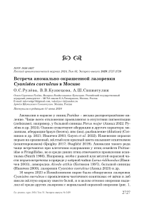 Встреча аномально окрашенной лазоревки Cyanistes caeruleus в Москве