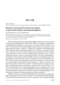 Встреча снегиря Pyrrhula pyrrhula с билатеральной гинандроморфией