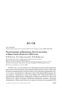 Регистрации дубровника Ocyris aureolus в Иркутской области в 2024 году