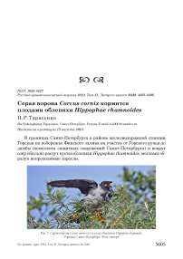 Серая ворона Corvus cornix кормится плодами облепихи Hippophae rhamnoides