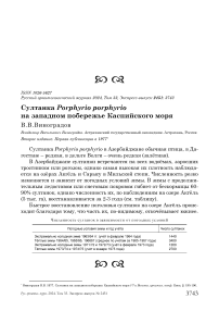 Султанка Porphyrio porphyrio на западном побережье Каспийского моря