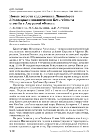 Новые встречи ходулочника Himantopus himantopus и шилоклювки Recurvirostra avosetta в Амурской области