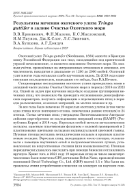 Результаты мечения охотского улита Tringa guttifer в заливе счастья Охотского моря