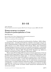 Новая встреча султанки Porphyrio poliocephalus в Сочи