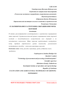 Культивирование и агротехника выращивания мяты перечной