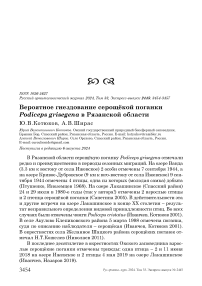 Вероятное гнездование серощёкой поганки Podiceps grisegena в Рязанской области