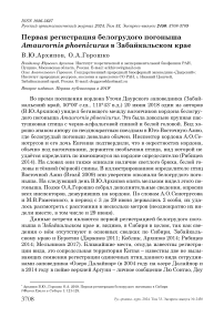 Первая регистрация белогрудого погоныша Amaurornis phoenicurus в Забайкальском крае