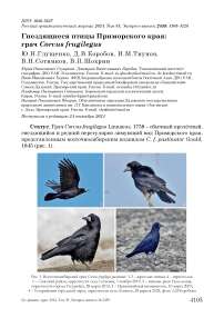 Гнездящиеся птицы Приморского края: грач Corvus frugilegus