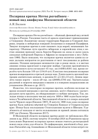 Полярная крачка Sterna paradisaea - новый вид авифауны Московской области