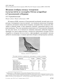 Межняк (гибрид между тетеревом Lyrurus tetrix и глухарём Tetrao urogallus) в Смоленской губернии