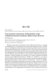 Гнездование красавки Anthropoides virgo в Нижнеилимском районе Иркутской области