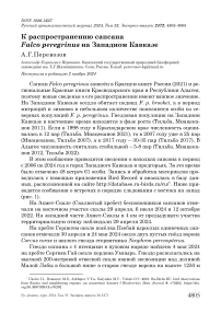 К распространению сапсана Falco peregrinus на Западном Кавказе