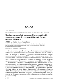 Залёт краснозобой казарки Branta ruficollis в верховья реки Бухтармы (Южный Алтай) осенью 2024 года