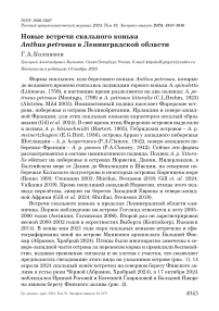 Новые встречи скального конька Anthus petrosus в Ленинградской области