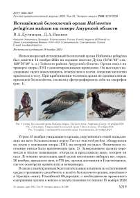 Истощённый белоплечий орлан Haliaeetus pelagicus найден на севере Амурской области